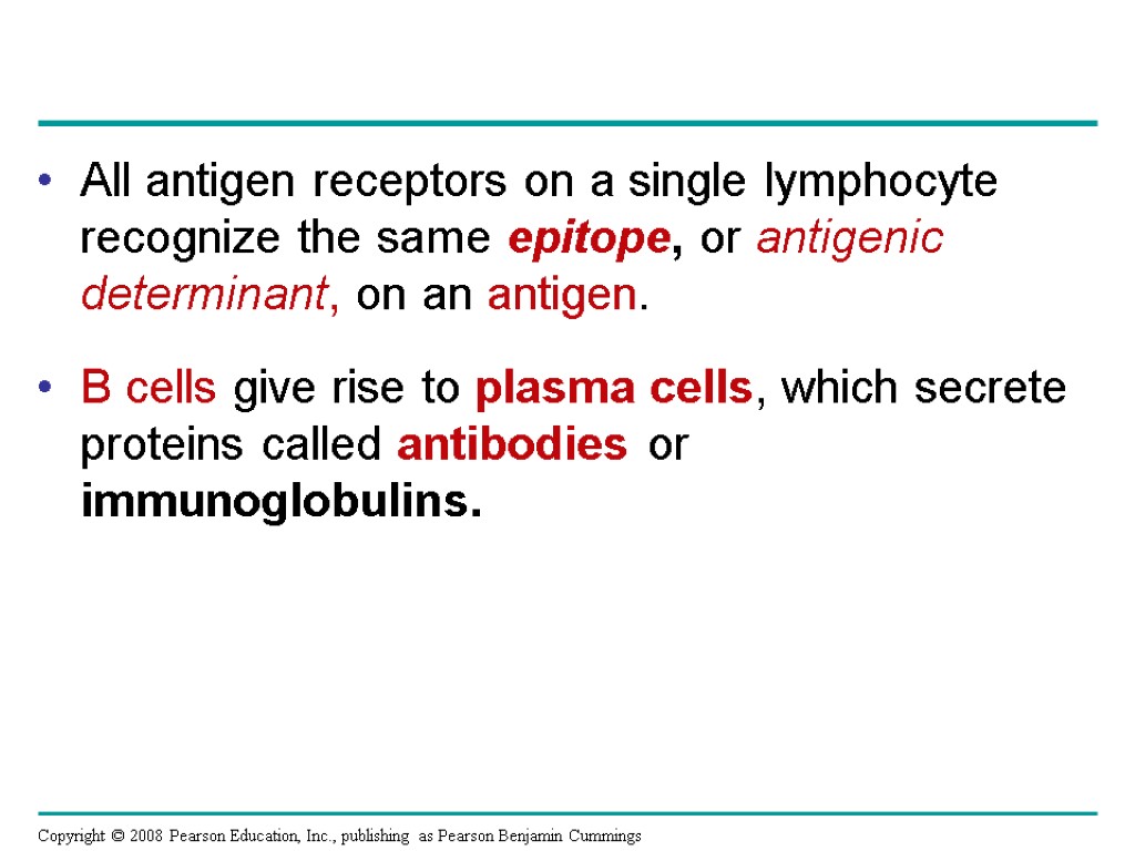 All antigen receptors on a single lymphocyte recognize the same epitope, or antigenic determinant,